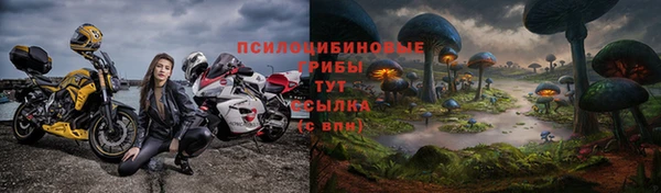 прущие грибы Алзамай
